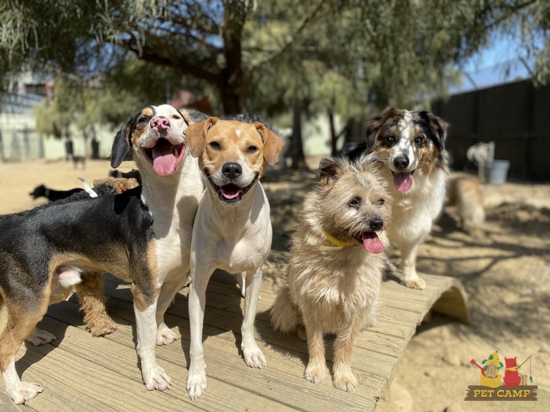 Pet Friendly Place San Francisco