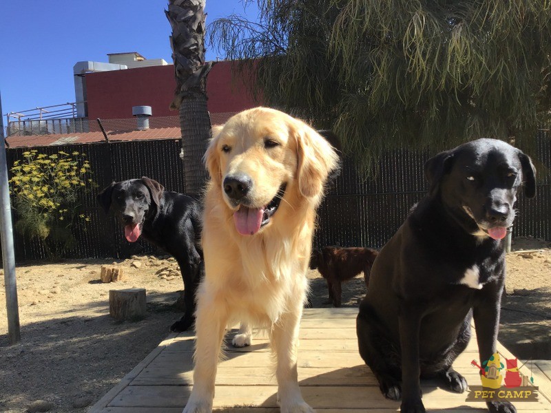 dogs in savannah2