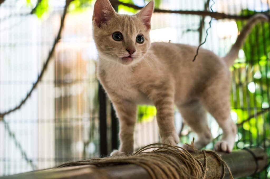 Kitty at Cat Safari