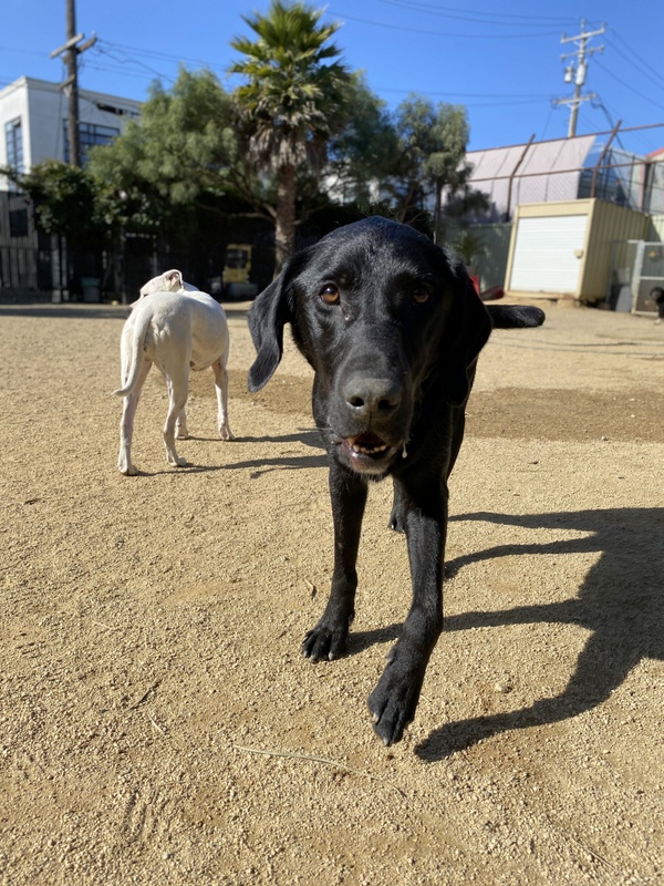 Camper at pet camp