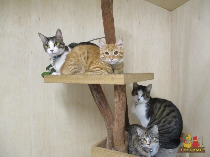Cat squad at Pet Camp