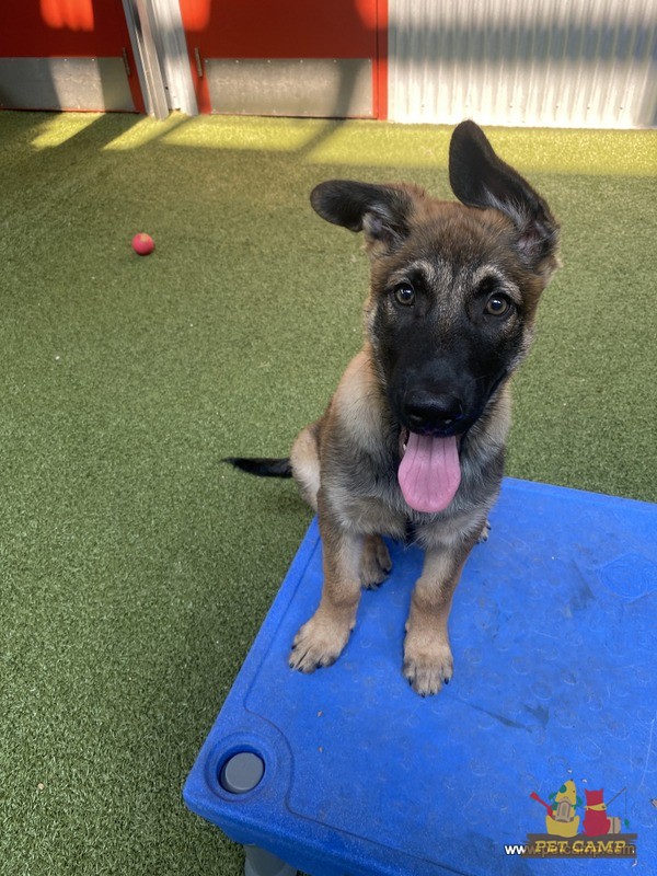 puppy K9 enrichment
