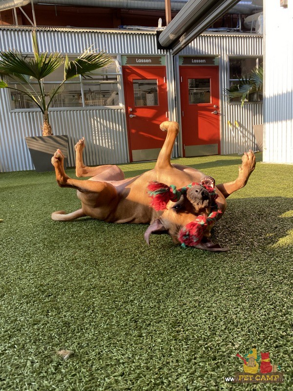 dog exercises