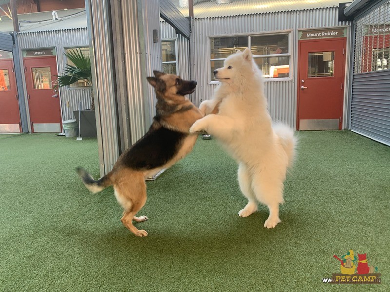 Dogs playing in Meadow