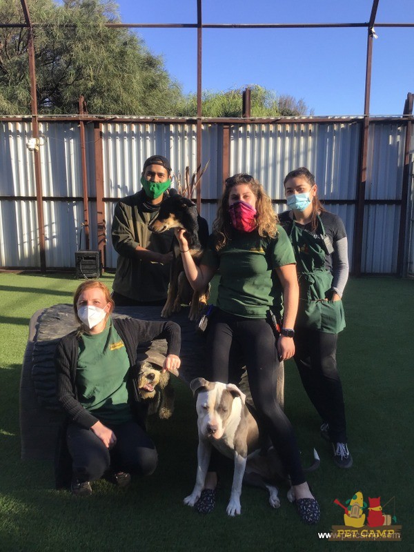 pet camp team