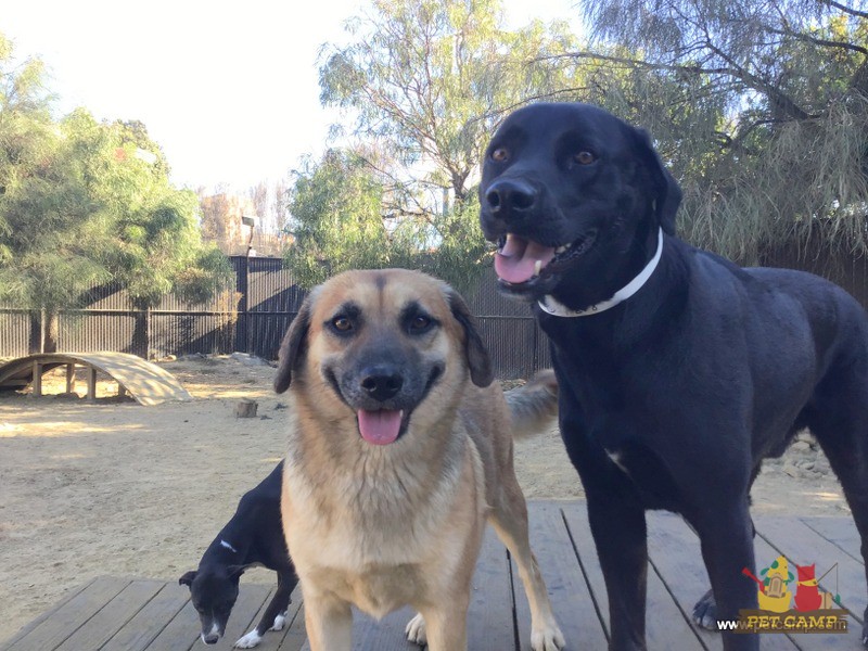 dogs on the playground