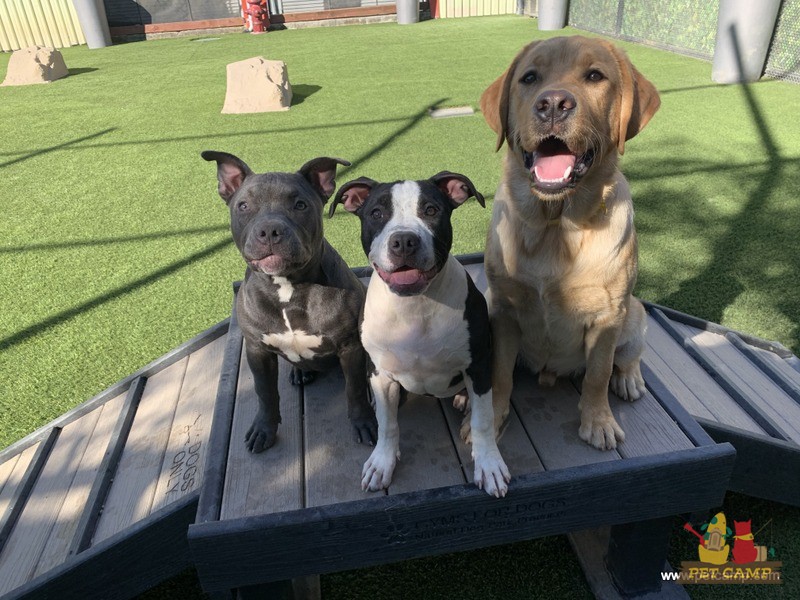 dogs on the playground