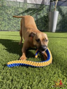 dog having fun at Pet Camp