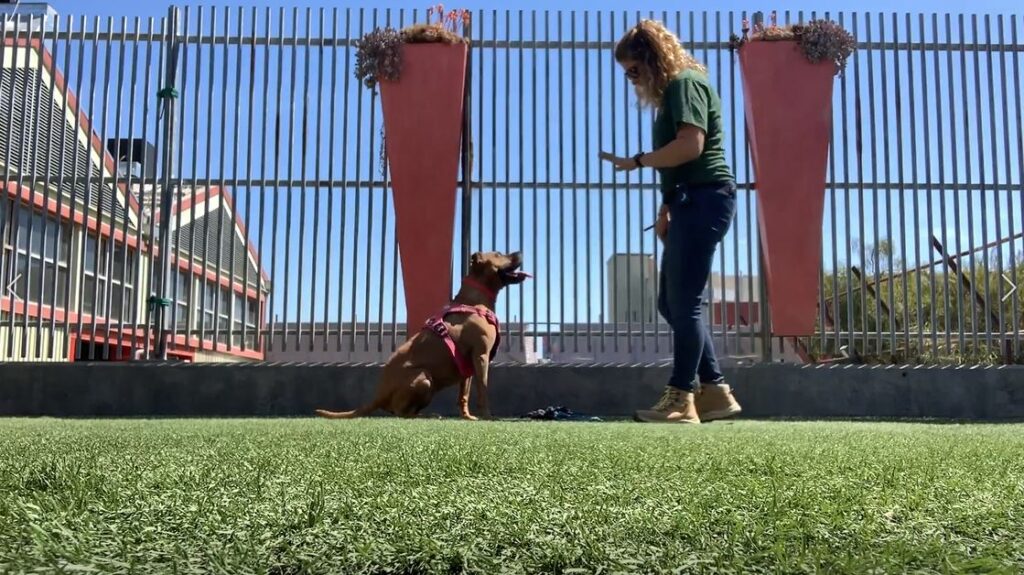 trainer working with a dog