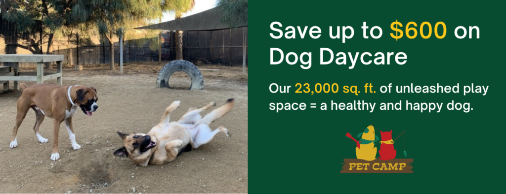 Save up to $600 on dog daycare