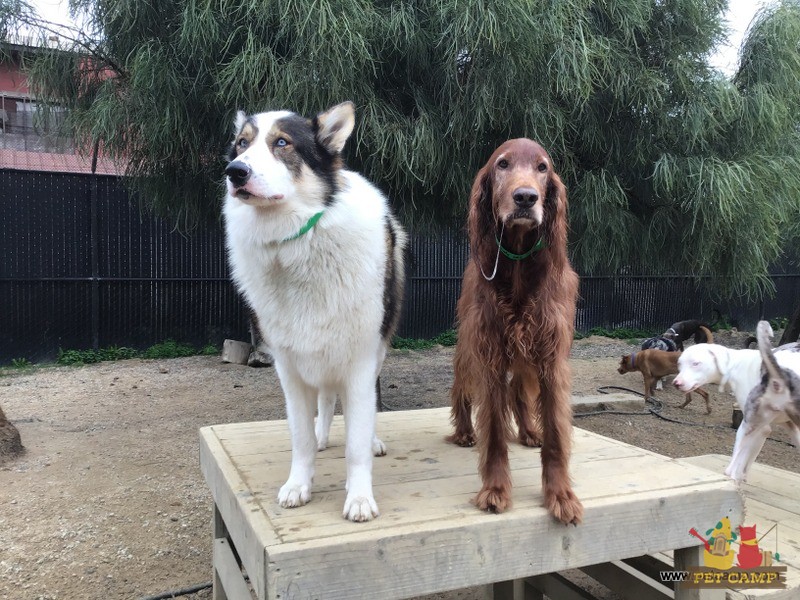 dogs on the playground