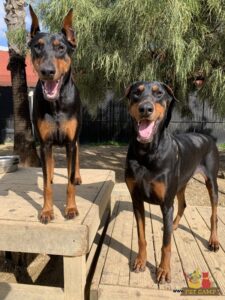 happy doggies in Savannah