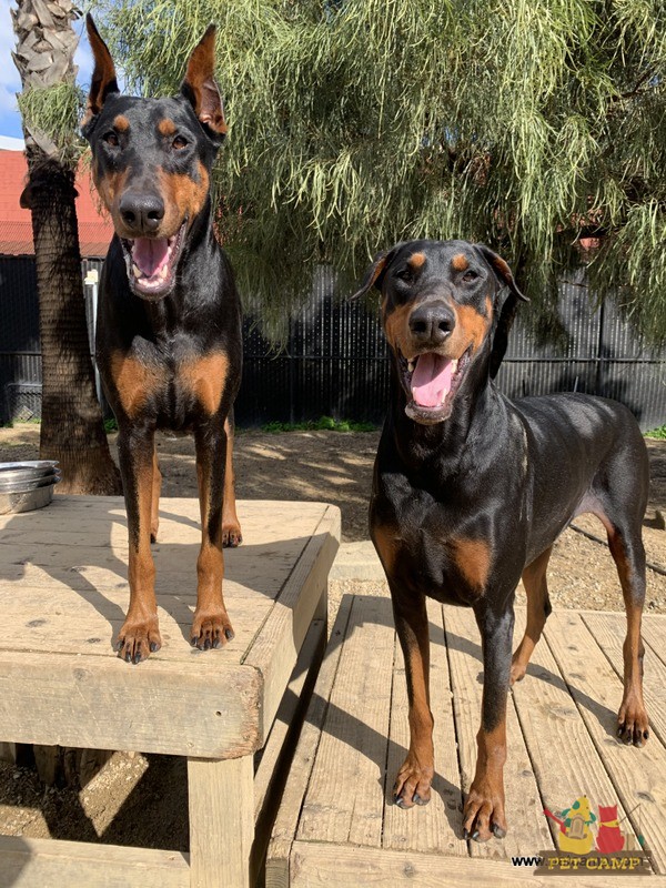 dogs on the playground