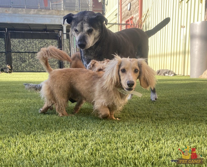 dogs on the playground