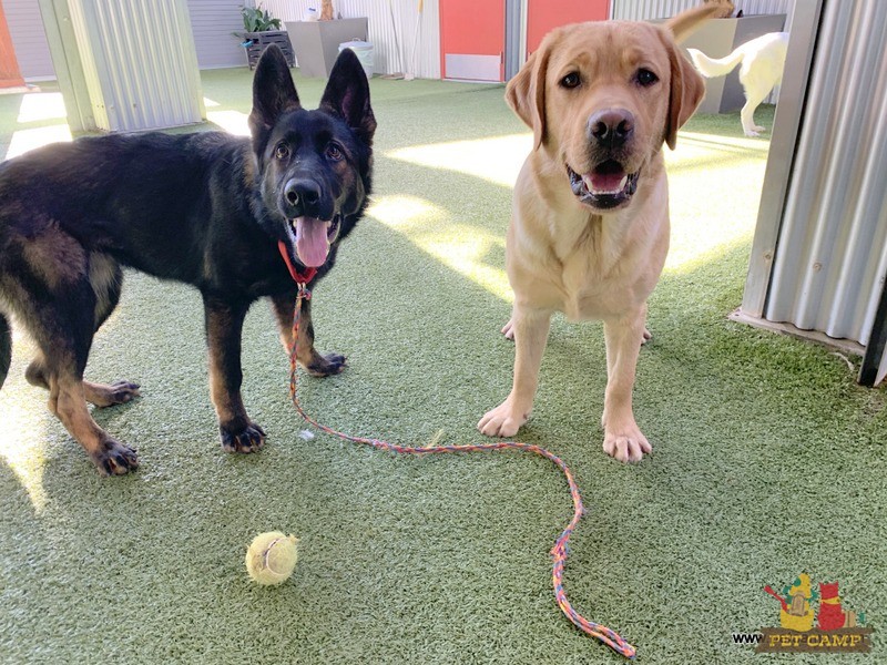 dogs on the playground
