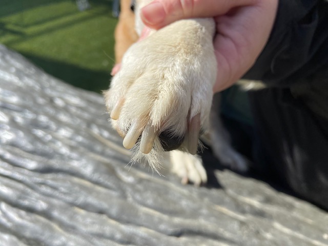 dog with long nails (need to be trimmed)