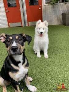 happy puppies in Meadow