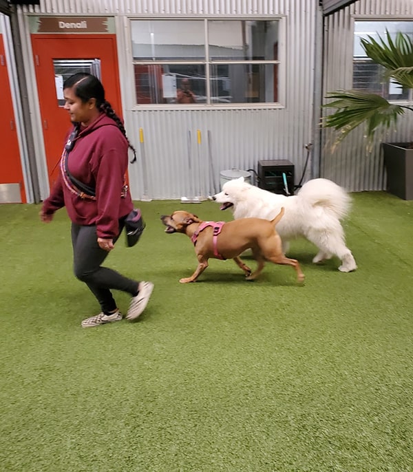 K9 Enrichment Play Group