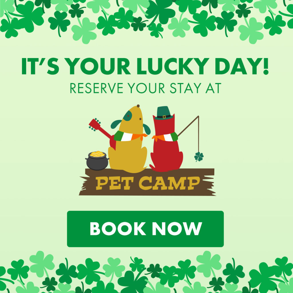 it's your lucky day! reserve your stay at pet camp. book now!