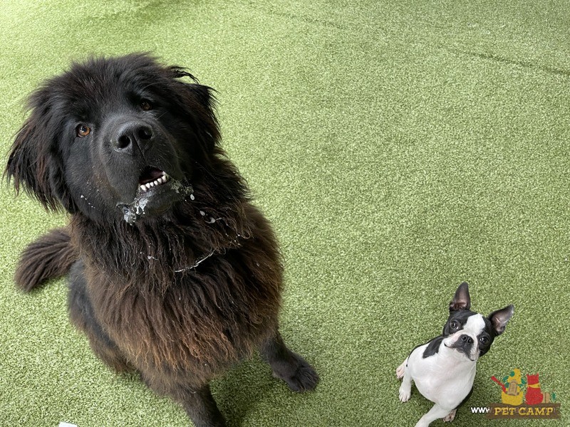 dogs on the playground