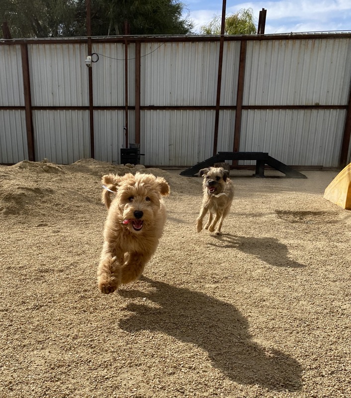 campers running in savanah