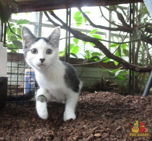 Kitty at cat safari