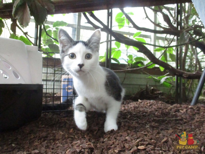 cat at cat safari