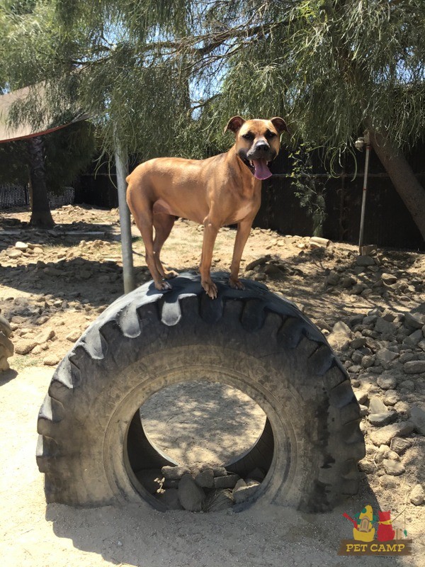 dog on wheel