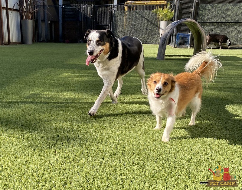 dogs on the playground