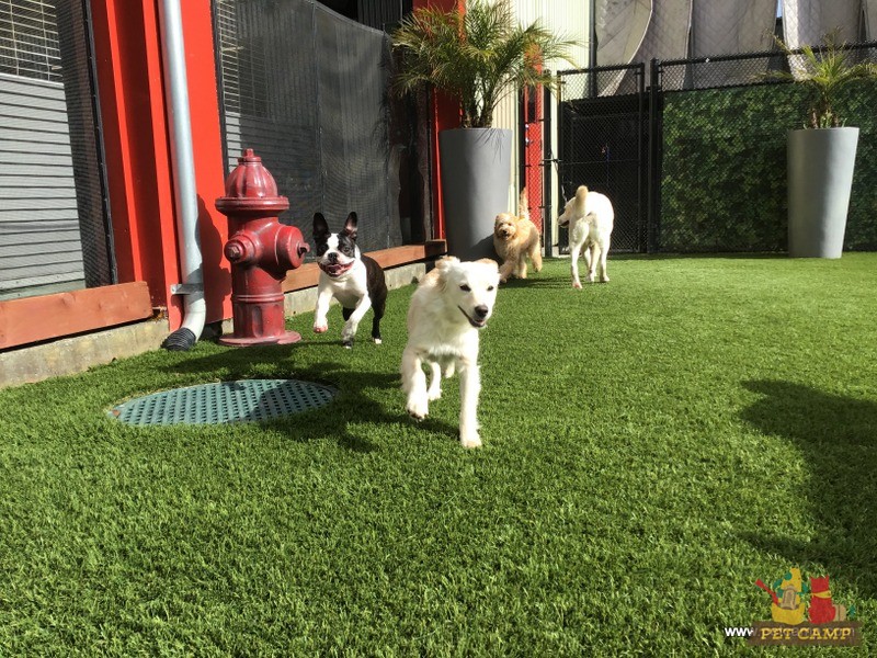 dogs on the playground