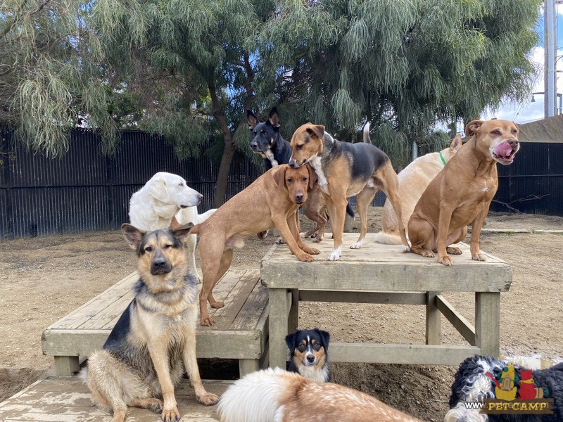 dogs on the playground