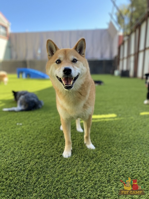 happy dog in the Meadow