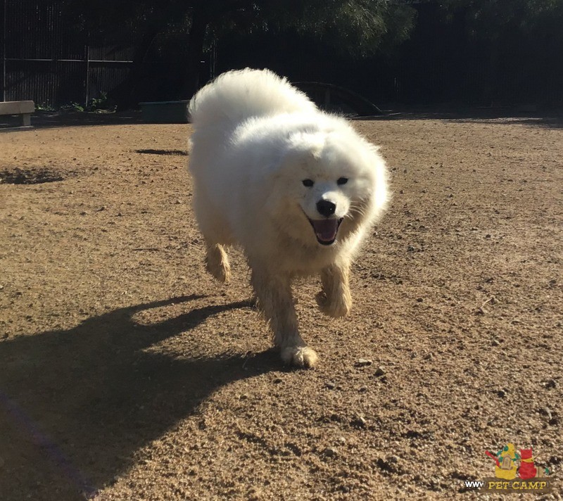 dog on the playground