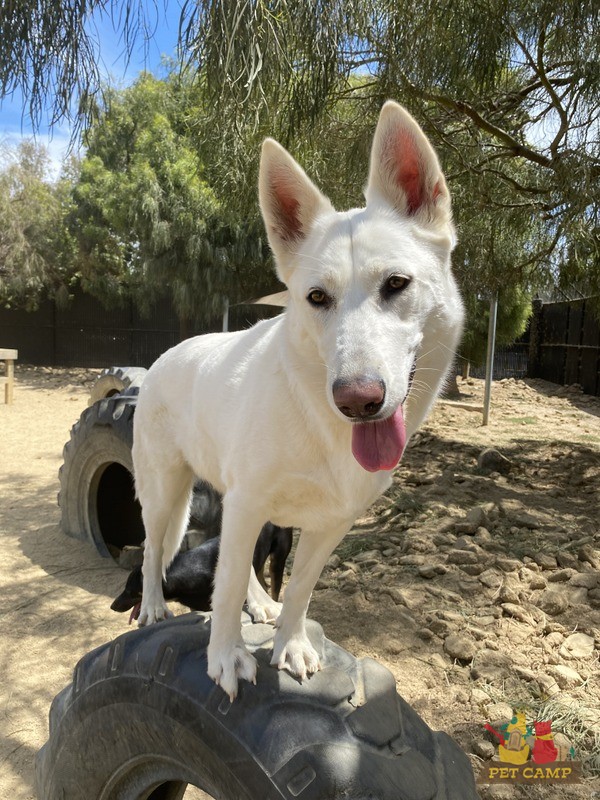 Pup in the Savannah