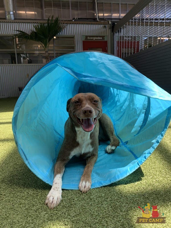 dog training smiling