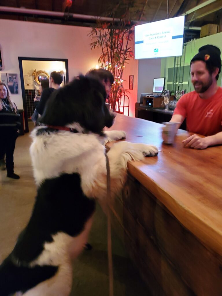big dog trying to climb up on counter