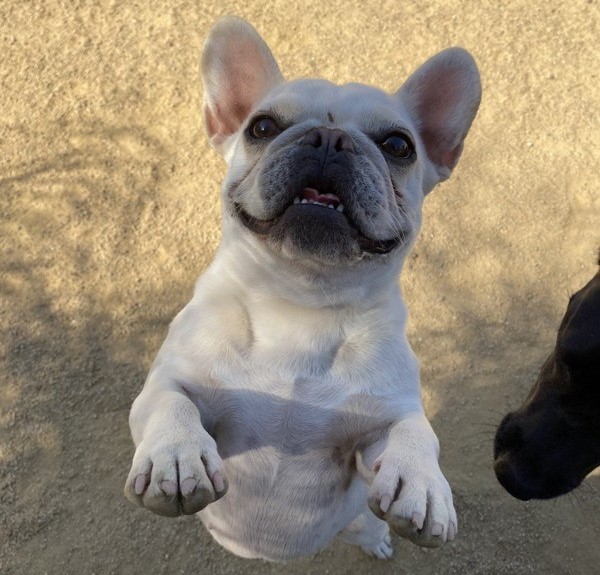 frenchie at doggie daycare