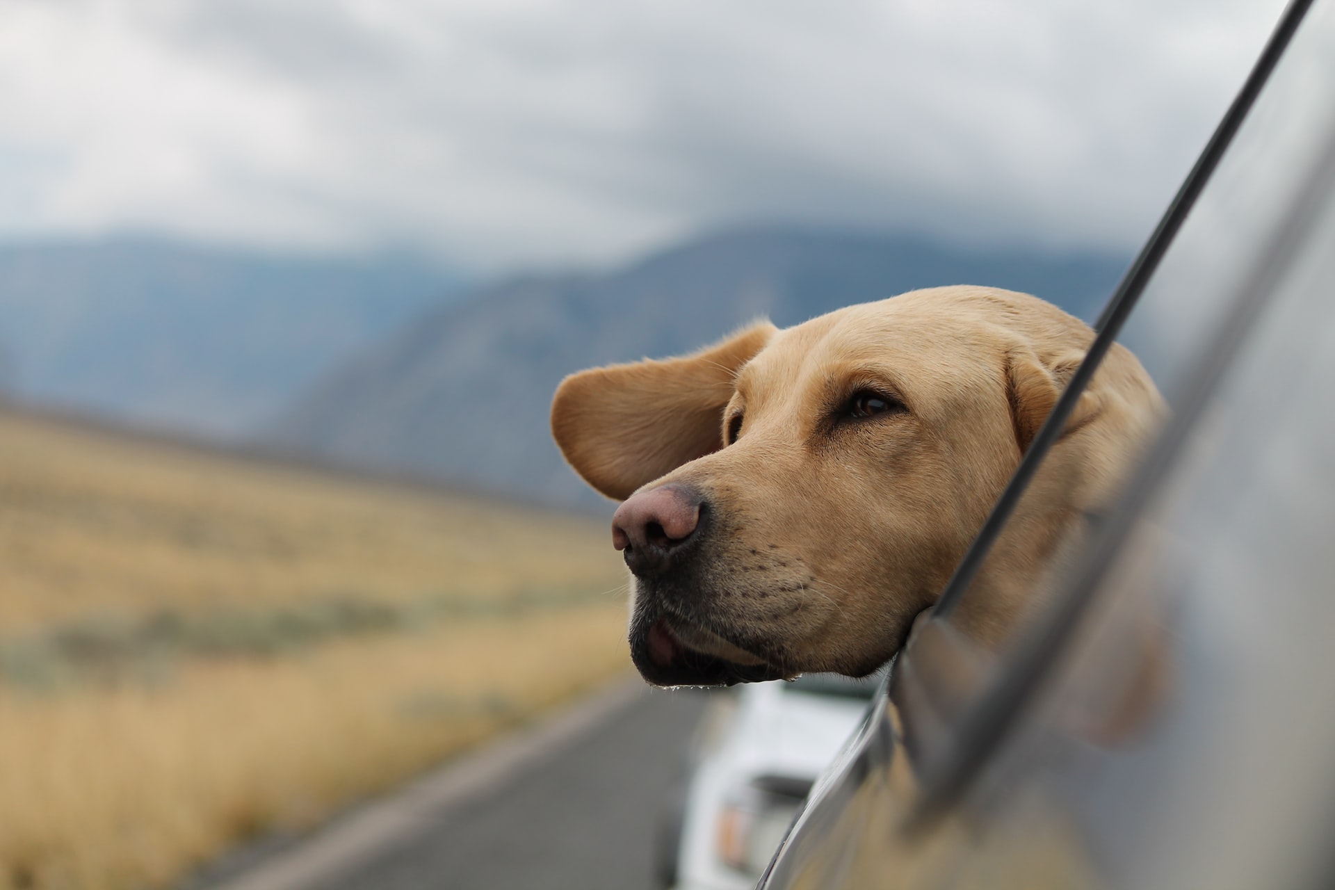 what size dog can fly in cabin