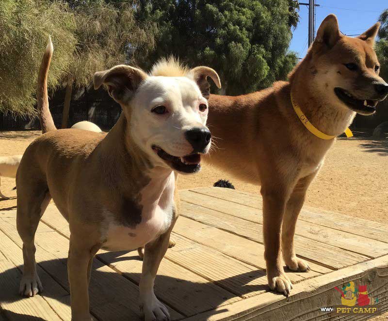 dogs on the playground