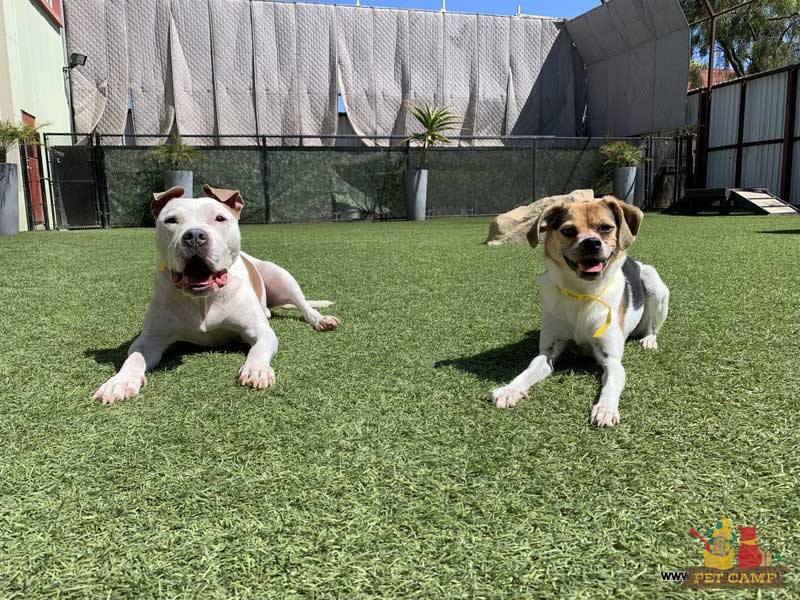 dogs on the playground