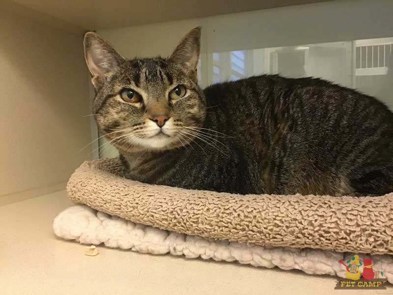 pet camp's cat safari