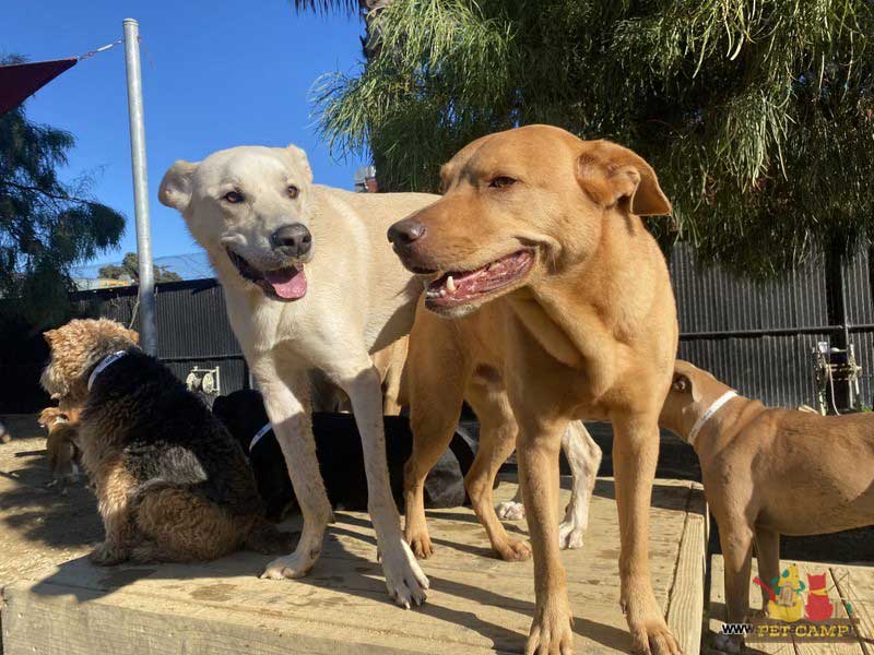dogs on the playground