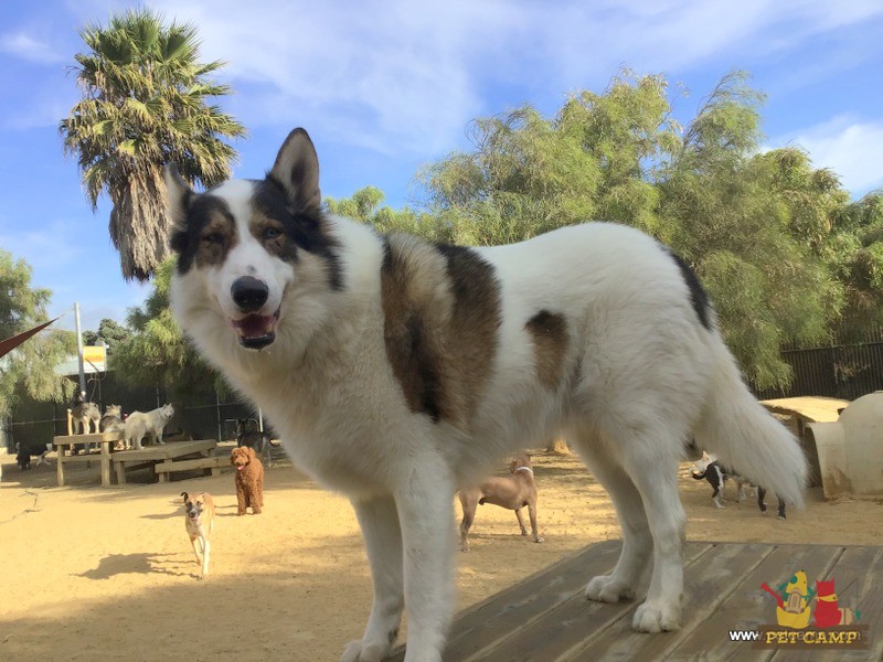 dog on the playground