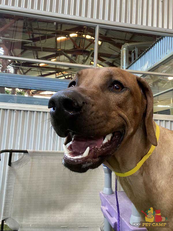 smiling dog