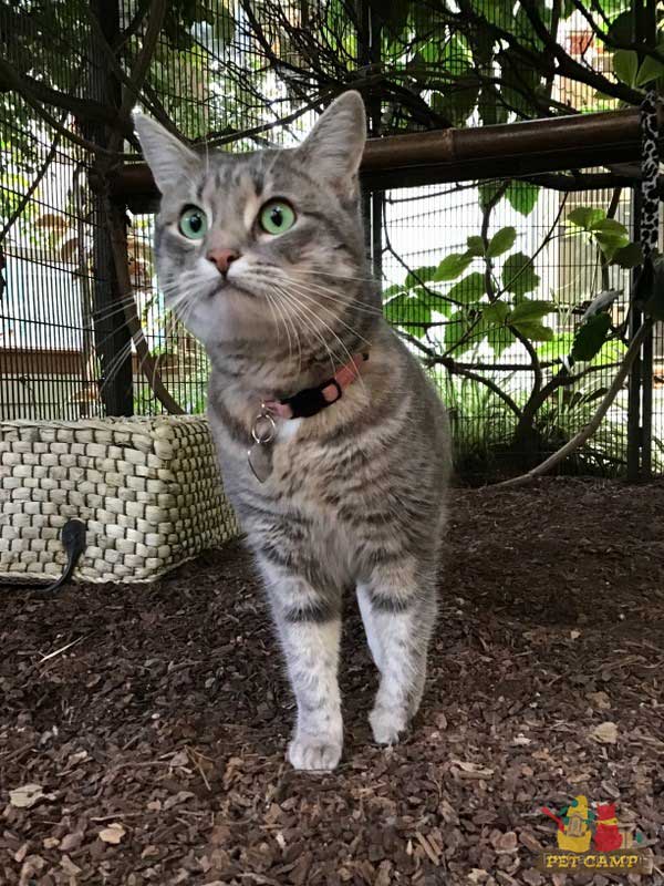 pet camp's cat safari