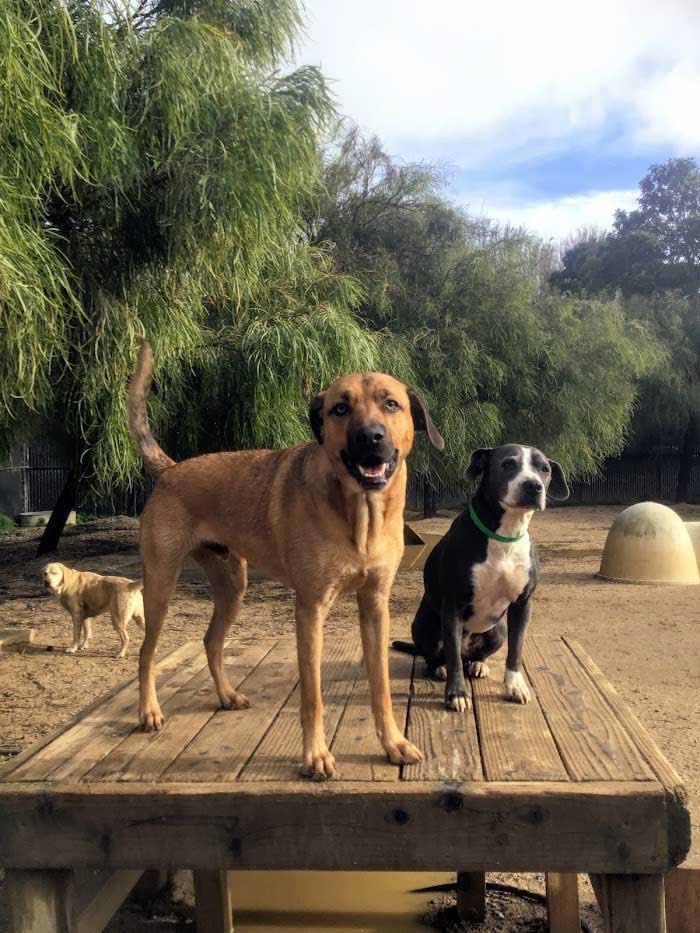 dogs on the playground