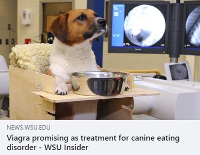 feeding dog with an eating disorder