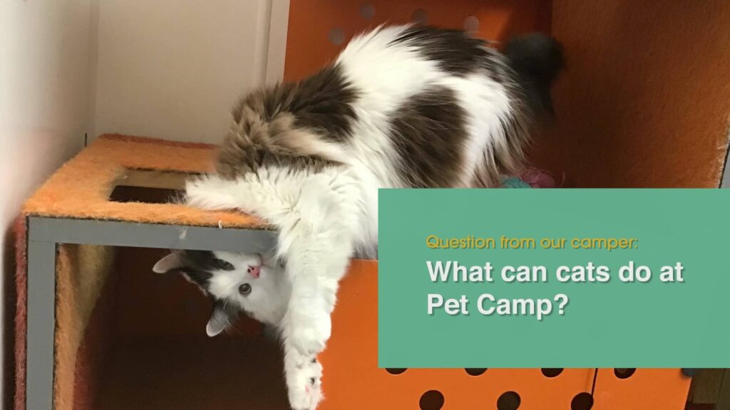 Question from out camper. What can cats do at Pet Camp?