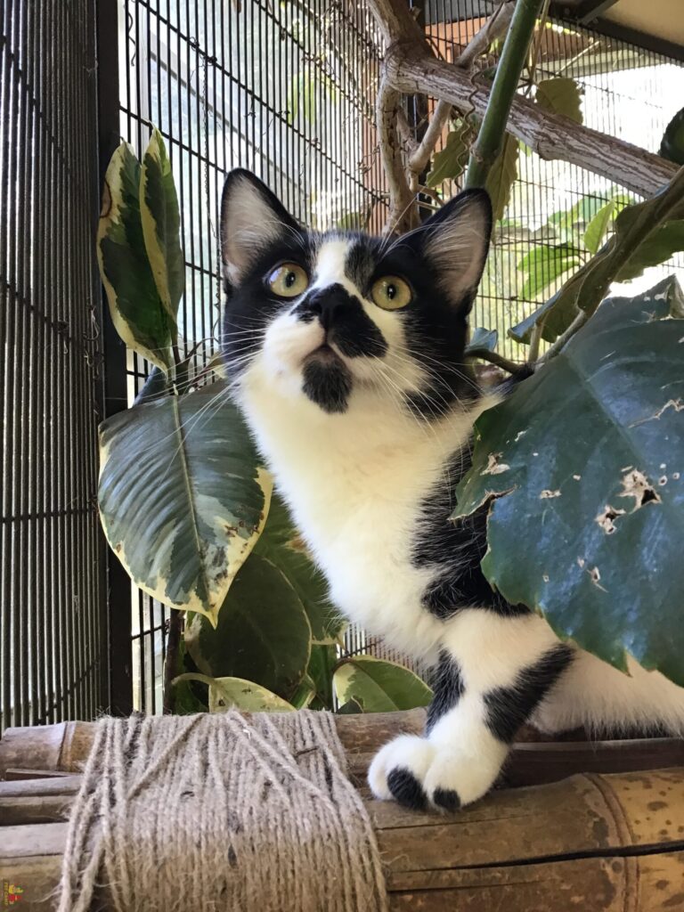 cat safari