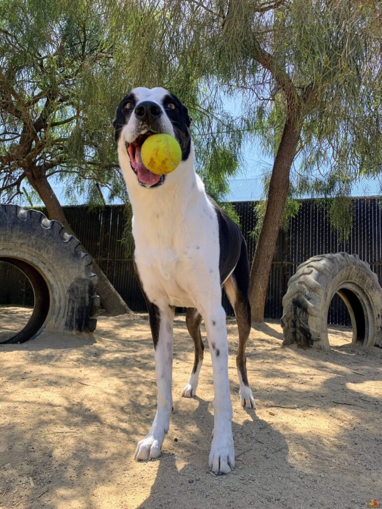 savannah holding a ball in her mouth